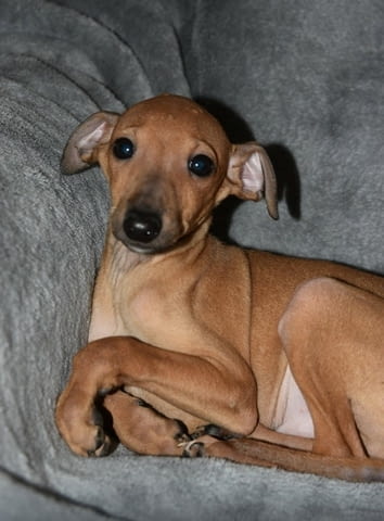 Малки италиански хрътки Другa, Vaccinated - Yes, Dewormed - Yes - city of Izvun Bulgaria | Dogs - снимка 4