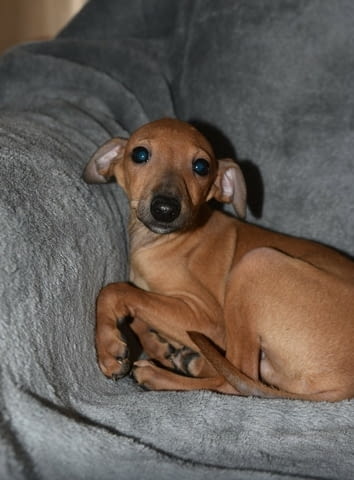 Малки италиански хрътки Другa, Vaccinated - Yes, Dewormed - Yes - city of Izvun Bulgaria | Dogs - снимка 5