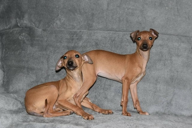 Малки италиански хрътки Другa, Vaccinated - Yes, Dewormed - Yes - city of Izvun Bulgaria | Dogs - снимка 6