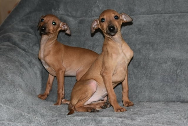 Малки италиански хрътки Другa, Vaccinated - Yes, Dewormed - Yes - city of Izvun Bulgaria | Dogs - снимка 7