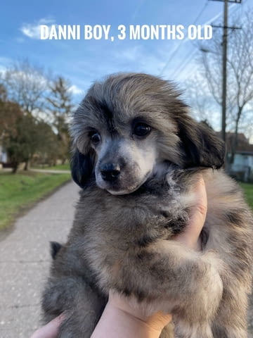 Китайско голо куче кученца Chinese Nude Crested Dog, Vaccinated - Yes, Dewormed - Yes - city of Izvun Bulgaria | Dogs - снимка 1