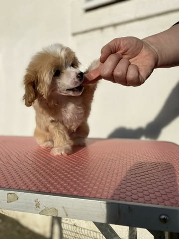 Китайско голо куче кученца Chinese Nude Crested Dog, Vaccinated - Yes, Dewormed - Yes - city of Izvun Bulgaria | Dogs - снимка 2