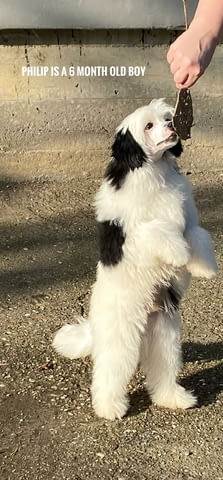 Китайско голо куче кученца Chinese Nude Crested Dog, Vaccinated - Yes, Dewormed - Yes - city of Izvun Bulgaria | Dogs - снимка 3