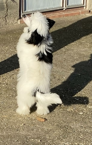 Китайско голо куче кученца Chinese Nude Crested Dog, Vaccinated - Yes, Dewormed - Yes - city of Izvun Bulgaria | Dogs - снимка 4