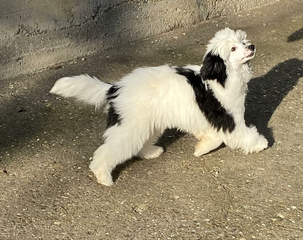 Китайско голо куче кученца Chinese Nude Crested Dog, Vaccinated - Yes, Dewormed - Yes - city of Izvun Bulgaria | Dogs - снимка 5