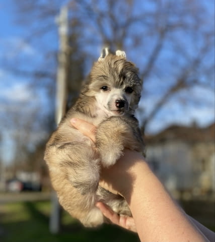 Китайско голо куче кученца Chinese Nude Crested Dog, Vaccinated - Yes, Dewormed - Yes - city of Izvun Bulgaria | Dogs - снимка 6