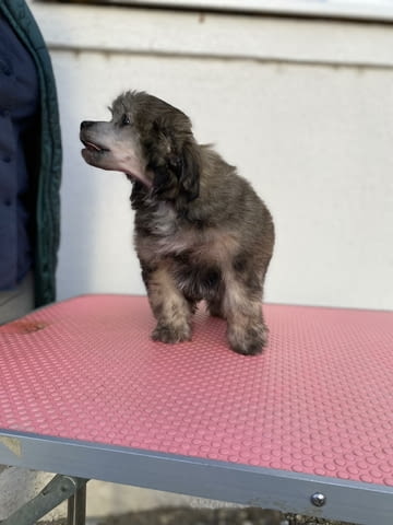Китайско голо куче кученца Chinese Nude Crested Dog, Vaccinated - Yes, Dewormed - Yes - city of Izvun Bulgaria | Dogs - снимка 7