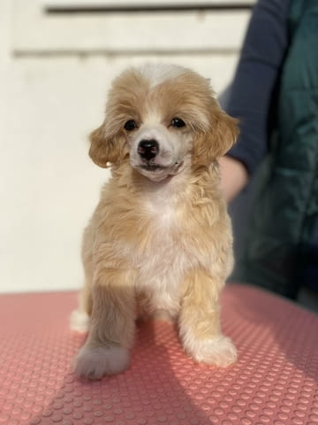 Китайско голо куче кученца Chinese Nude Crested Dog, Vaccinated - Yes, Dewormed - Yes - city of Izvun Bulgaria | Dogs - снимка 8