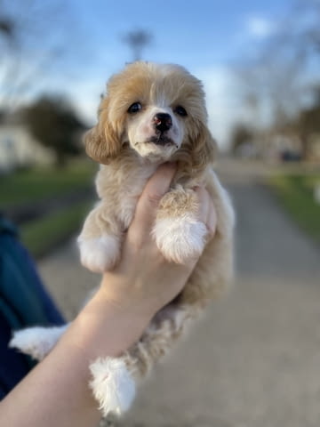 Китайско голо куче кученца Chinese Nude Crested Dog, Vaccinated - Yes, Dewormed - Yes - city of Izvun Bulgaria | Dogs - снимка 9