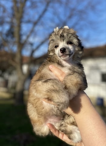 Китайско голо куче кученца Chinese Nude Crested Dog, Vaccinated - Yes, Dewormed - Yes - city of Izvun Bulgaria | Dogs - снимка 10