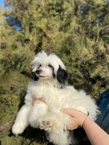 Китайско голо куче кученца Chinese Nude Crested Dog, Vaccinated - Yes, Dewormed - Yes - city of Izvun Bulgaria | Dogs - снимка 11