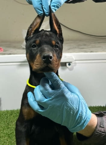 Доберман кученца за продажба Doberman, Vaccinated - Yes, Dewormed - Yes - city of Izvun Bulgaria | Dogs - снимка 1