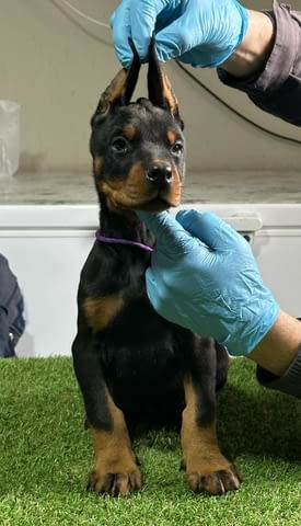 Доберман кученца за продажба Doberman, Vaccinated - Yes, Dewormed - Yes - city of Izvun Bulgaria | Dogs - снимка 2