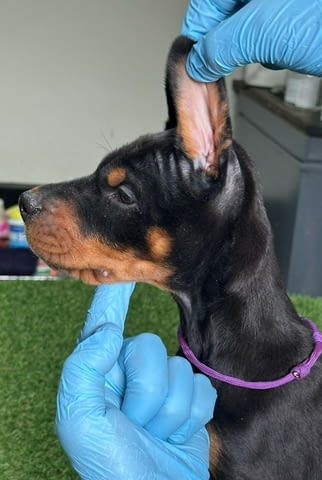 Доберман кученца за продажба Doberman, Vaccinated - Yes, Dewormed - Yes - city of Izvun Bulgaria | Dogs - снимка 3