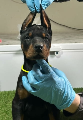 Доберман кученца за продажба Doberman, Vaccinated - Yes, Dewormed - Yes - city of Izvun Bulgaria | Dogs - снимка 4