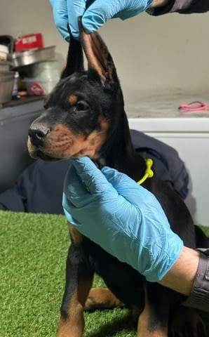 Доберман кученца за продажба Doberman, Vaccinated - Yes, Dewormed - Yes - city of Izvun Bulgaria | Dogs - снимка 5