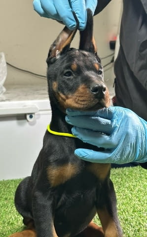 Доберман кученца за продажба Doberman, Vaccinated - Yes, Dewormed - Yes - city of Izvun Bulgaria | Dogs - снимка 6