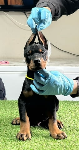 Доберман кученца за продажба Doberman, Vaccinated - Yes, Dewormed - Yes - city of Izvun Bulgaria | Dogs - снимка 7