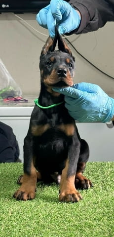 Доберман кученца за продажба Doberman, Vaccinated - Yes, Dewormed - Yes - city of Izvun Bulgaria | Dogs - снимка 8