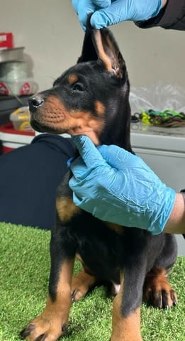 Доберман кученца за продажба Doberman, Vaccinated - Yes, Dewormed - Yes - city of Izvun Bulgaria | Dogs - снимка 9