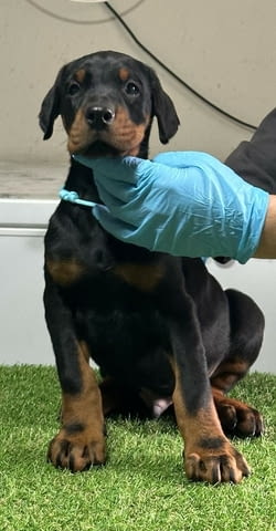 Доберман кученца за продажба Doberman, Vaccinated - Yes, Dewormed - Yes - city of Izvun Bulgaria | Dogs - снимка 10