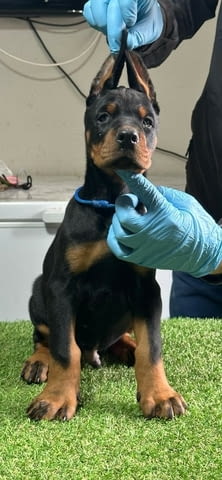 Доберман кученца за продажба Doberman, Vaccinated - Yes, Dewormed - Yes - city of Izvun Bulgaria | Dogs - снимка 11