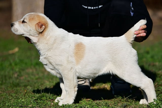 Средноазиатски овчарски кученца Алабай Kale (Asian Shepherd), Vaccinated - Yes, Dewormed - Yes - city of Izvun Bulgaria | Dogs - снимка 1