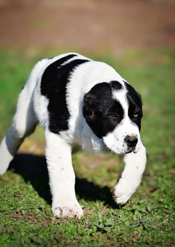 Средноазиатски овчарски кученца Алабай Kale (Asian Shepherd), Vaccinated - Yes, Dewormed - Yes - city of Izvun Bulgaria | Dogs - снимка 2