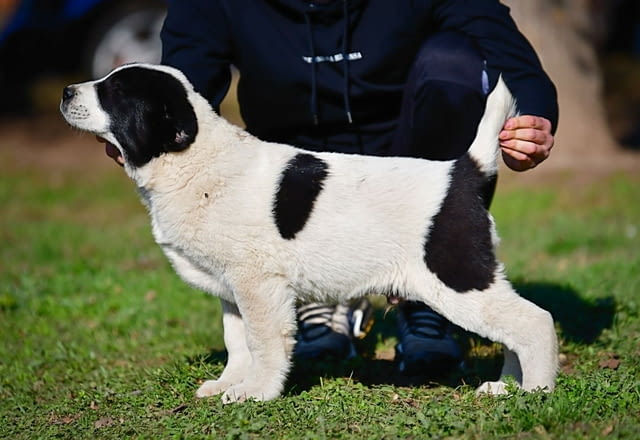 Средноазиатски овчарски кученца Алабай Kale (Asian Shepherd), Vaccinated - Yes, Dewormed - Yes - city of Izvun Bulgaria | Dogs - снимка 3