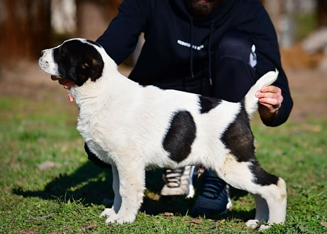 Средноазиатски овчарски кученца Алабай Kale (Asian Shepherd), Vaccinated - Yes, Dewormed - Yes - city of Izvun Bulgaria | Dogs - снимка 4