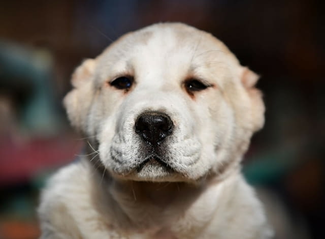 Средноазиатски овчарски кученца Алабай Kale (Asian Shepherd), Vaccinated - Yes, Dewormed - Yes - city of Izvun Bulgaria | Dogs - снимка 5