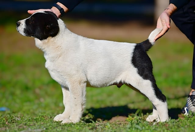 Средноазиатски овчарски кученца Алабай Kale (Asian Shepherd), Vaccinated - Yes, Dewormed - Yes - city of Izvun Bulgaria | Dogs - снимка 6