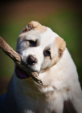 Средноазиатски овчарски кученца Алабай Kale (Asian Shepherd), Vaccinated - Yes, Dewormed - Yes - city of Izvun Bulgaria | Dogs - снимка 7
