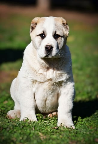 Средноазиатски овчарски кученца Алабай Kale (Asian Shepherd), Vaccinated - Yes, Dewormed - Yes - city of Izvun Bulgaria | Dogs - снимка 8
