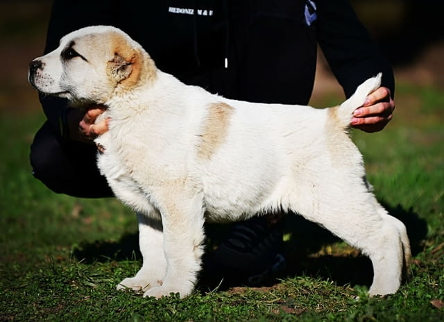 Средноазиатски овчарски кученца Алабай Kale (Asian Shepherd), Vaccinated - Yes, Dewormed - Yes - city of Izvun Bulgaria | Dogs - снимка 9