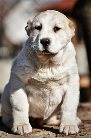 Средноазиатски овчарски кученца Алабай Kale (Asian Shepherd), Vaccinated - Yes, Dewormed - Yes - city of Izvun Bulgaria | Dogs - снимка 10