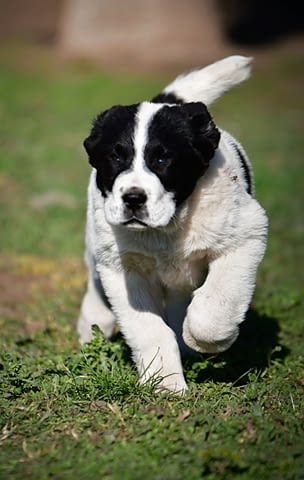 Средноазиатски овчарски кученца Алабай Kale (Asian Shepherd), Vaccinated - Yes, Dewormed - Yes - city of Izvun Bulgaria | Dogs - снимка 11