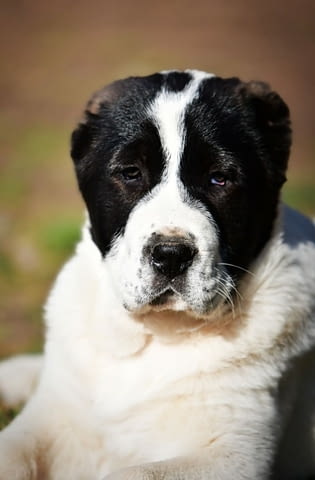 Средноазиатски овчарски кученца Алабай Kale (Asian Shepherd), Vaccinated - Yes, Dewormed - Yes - city of Izvun Bulgaria | Dogs - снимка 12