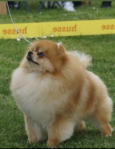 Pomeranian puppies-top litter 2 Months - city of Izvun Bulgaria | Dogs - снимка 2