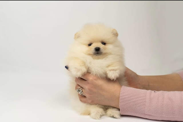 Pomeranian puppies-top litter 2 Months - city of Izvun Bulgaria | Dogs - снимка 4