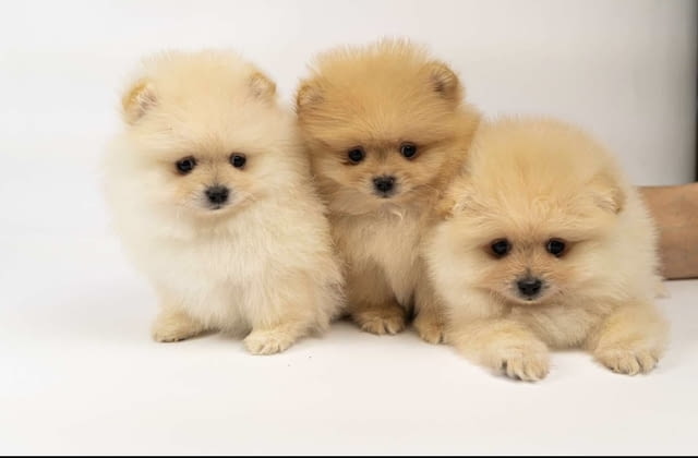 Pomeranian puppies-top litter 2 Months - city of Izvun Bulgaria | Dogs - снимка 5