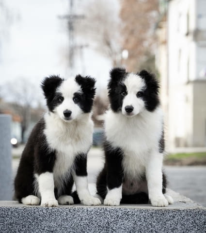 Бордър коли кученца Border Collie, Vaccinated - Yes, Dewormed - Yes - city of Izvun Bulgaria | Dogs - снимка 1