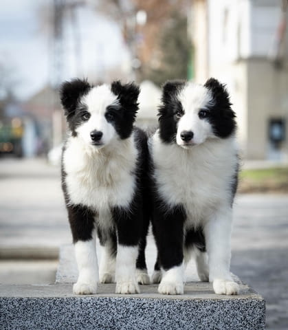 Бордър коли кученца Border Collie, Vaccinated - Yes, Dewormed - Yes - city of Izvun Bulgaria | Dogs - снимка 2