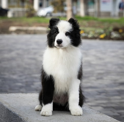 Бордър коли кученца Border Collie, Vaccinated - Yes, Dewormed - Yes - city of Izvun Bulgaria | Dogs - снимка 3