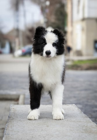 Бордър коли кученца Border Collie, Vaccinated - Yes, Dewormed - Yes - city of Izvun Bulgaria | Dogs - снимка 4