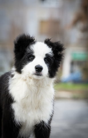 Бордър коли кученца Border Collie, Vaccinated - Yes, Dewormed - Yes - city of Izvun Bulgaria | Dogs - снимка 5
