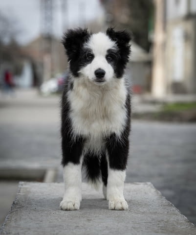 Бордър коли кученца Border Collie, Vaccinated - Yes, Dewormed - Yes - city of Izvun Bulgaria | Dogs - снимка 6