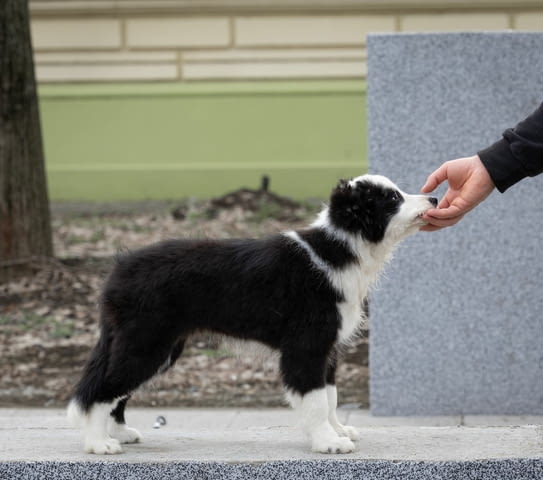 Бордър коли кученца Border Collie, Vaccinated - Yes, Dewormed - Yes - city of Izvun Bulgaria | Dogs - снимка 7