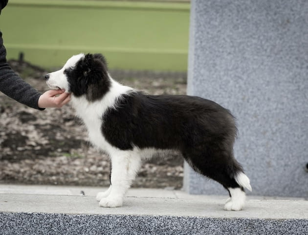 Бордър коли кученца Border Collie, Vaccinated - Yes, Dewormed - Yes - city of Izvun Bulgaria | Dogs - снимка 8