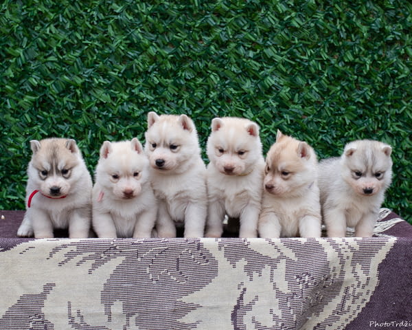 Сибирско хъски кученца Siberian Husky, Vaccinated - Yes, Dewormed - Yes - city of Izvun Bulgaria | Dogs - снимка 1